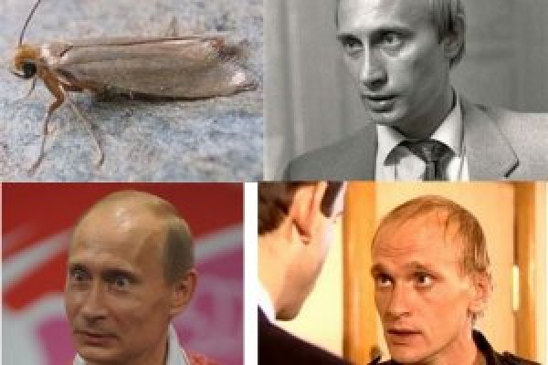 Сайт кракен тор браузера